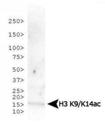 Western Blot: Histone H3 [ac Lys9, ac Lys14] AntibodyBSA Free [NB21-1081]
